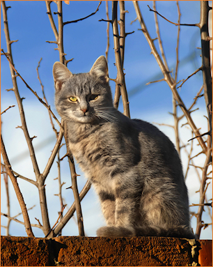 Healthy Happy Cat